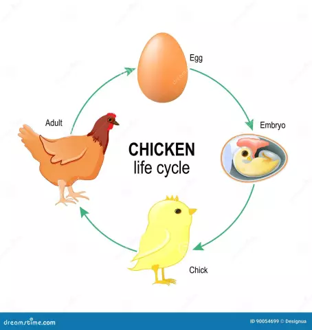 El cicle de vida és haplònic?