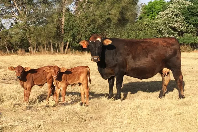 Quantes mamelles fa una vaca?