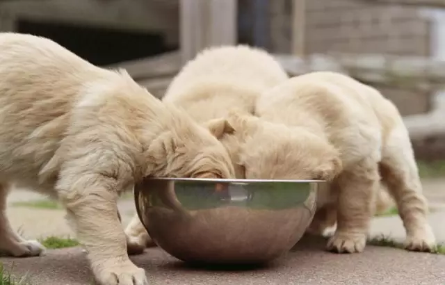 Il melograno va bene per i cani?