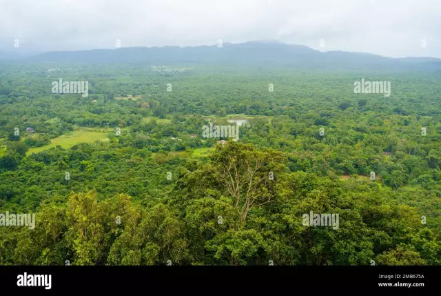 দাড়িওয়ালা ড্রাগনরা কে বেশিদিন বাঁচে?