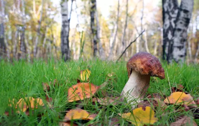 Wanneer groeit boletus?